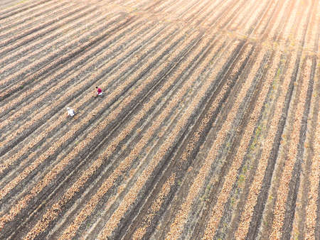 Young farmers gathering onions in fieldの写真素材