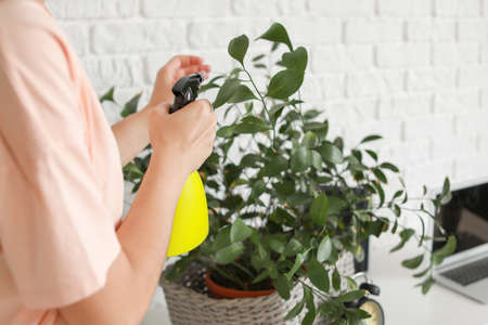 Young woman spraying water on houseplant at homeの写真素材