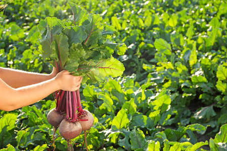 Female farmer with gathered beetroots in field