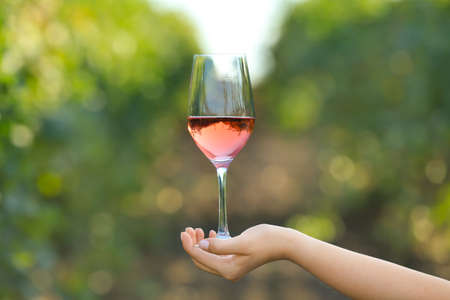 Female hand with glass of tasty wine in vineyardの写真素材