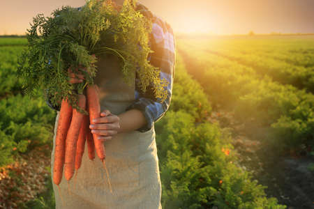 Female farmer with gathered carrots in fieldの写真素材