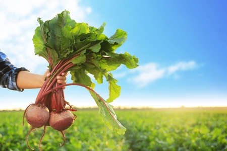 Female farmer with gathered beetroots in field