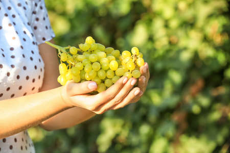 Woman holding cluster of fresh ripe juicy grapes in vineyardの写真素材