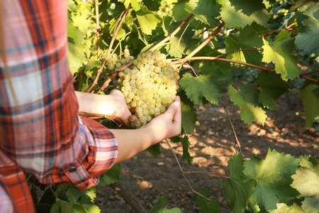 Woman with cluster of fresh ripe juicy grapes in vineyard
