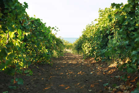View of vineyard rows with fresh grapes on sunny dayの写真素材