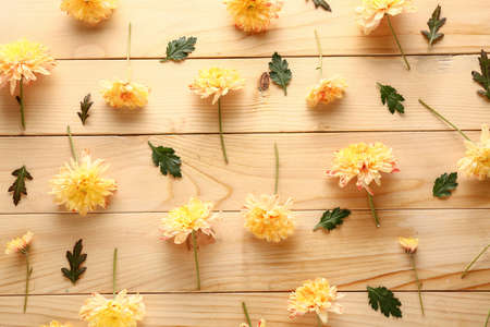 Beautiful chrysanthemum flowers on wooden backgroundの写真素材