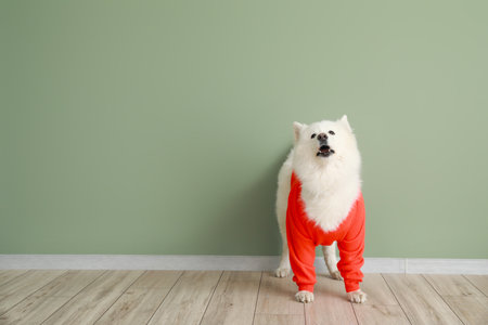 Cute Samoyed dog in sweater against color wallの写真素材
