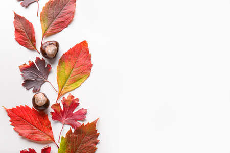 Beautiful autumn leaves and chestnuts on white background