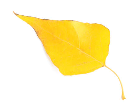 Beautiful autumn leaf on white backgroundの写真素材