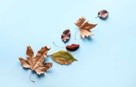 Beautiful autumn leaves on color background