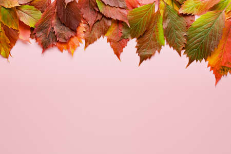 Beautiful autumn leaves on pink backgroundの写真素材