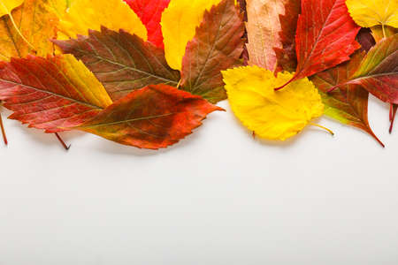 Beautiful autumn leaves on white backgroundの写真素材