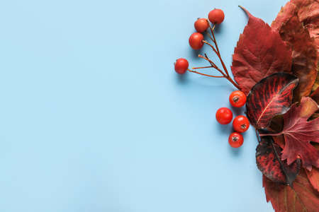 Beautiful autumn leaves on color backgroundの写真素材