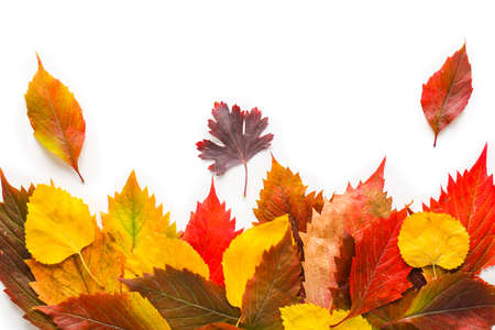 Beautiful autumn leaves on white background