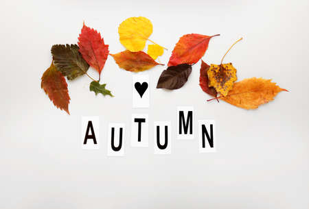 Colorful leaves and word AUTUMN on white background