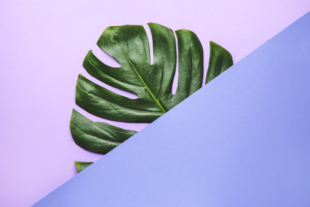 Fresh tropical leaf and blank paper on color backgroundの写真素材