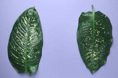 Fresh tropical leaves on color backgroundの写真素材