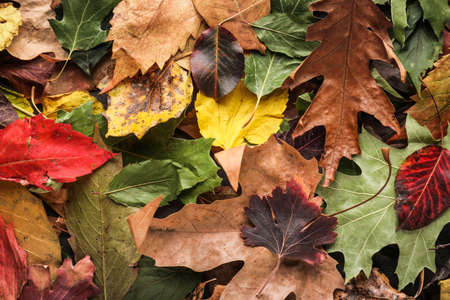 Beautiful autumn leaves as background