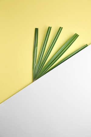 Fresh tropical leaf and blank card on color backgroundの写真素材