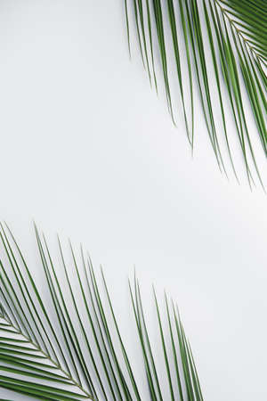 Fresh tropical leaves on light backgroundの写真素材