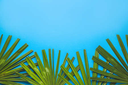Fresh tropical leaves on color background
