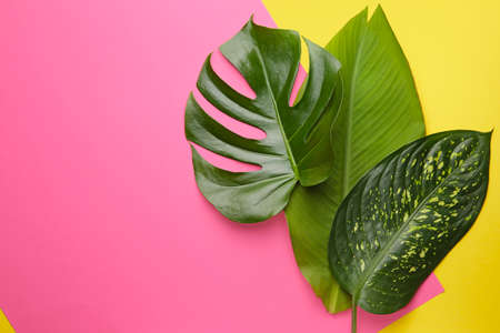 Fresh tropical leaves on color backgroundの写真素材