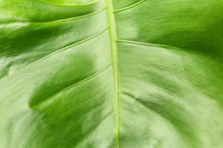 Texture of green tropical leaf, closeupの写真素材