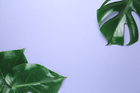Fresh tropical leaves on color backgroundの写真素材