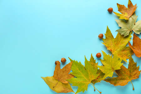 Beautiful autumn leaves on color background