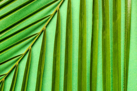 Texture of green tropical leaf, closeupの写真素材