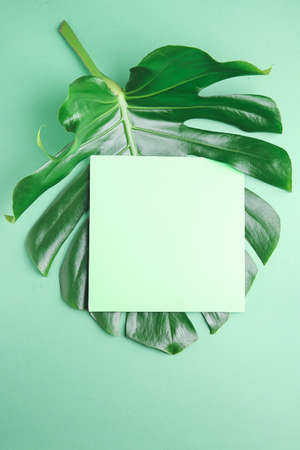 Fresh tropical leaf and blank card on color backgroundの写真素材