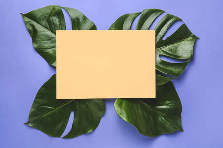 Fresh tropical leaves and blank card on color backgroundの写真素材