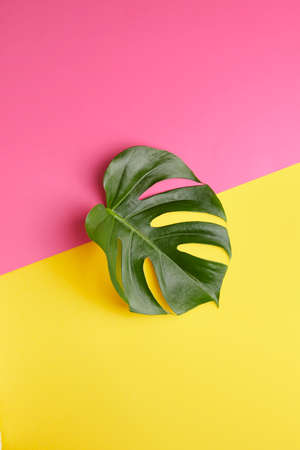 Fresh tropical leaf on color backgroundの写真素材