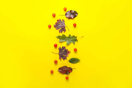 Beautiful autumn leaves on color background