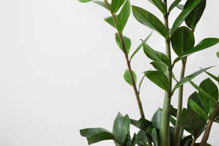Green plant on white backgroundの写真素材