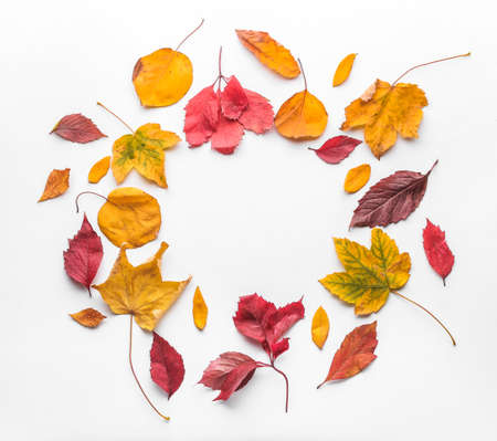 Frame made of autumn leaves on white backgroundの写真素材