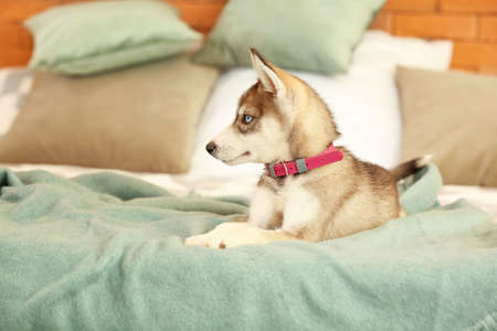 Cute husky puppy on bed at homeの写真素材