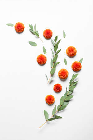 Composition with autumn flowers and eucalyptus on white backgroundの写真素材
