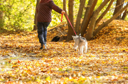 Little boy walking with cute husky dog in autumn parkの写真素材