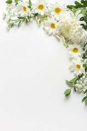 Beautiful chrysanthemum flowers on white backgroundの写真素材
