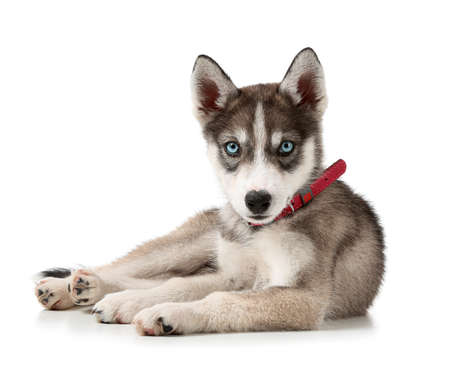 Cute husky puppy on white backgroundの写真素材