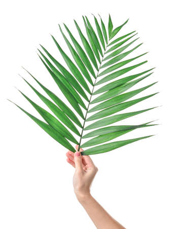Female hand with tropical leaf on white backgroundの写真素材