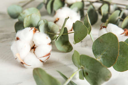 Beautiful cotton flowers and eucalyptus branches on light background, closeupの写真素材