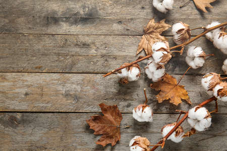 Beautiful cotton branches and autumn leaves on wooden backgroundの写真素材