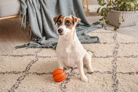 Cute Cute Jack Russell Terrier with ball sitting on floor at homeの写真素材
