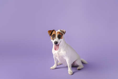 Cute Jack Russell Terrier on color backgroundの写真素材