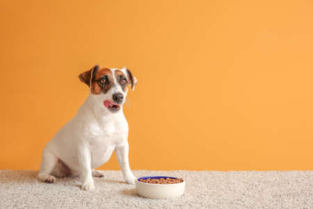 Cute Jack Russell Terrier with dry food in bowl on color backgroundの写真素材