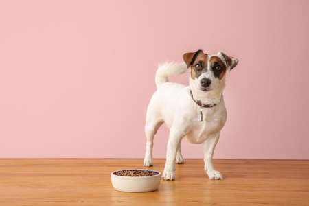Cute Jack Russell Terrier with dry food in bowl on color backgroundの写真素材