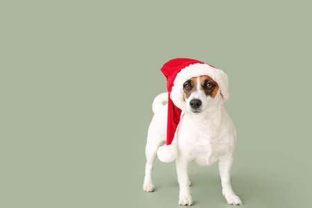 Cute Jack Russell Terrier in Santa Claus hat on color backgroundの写真素材