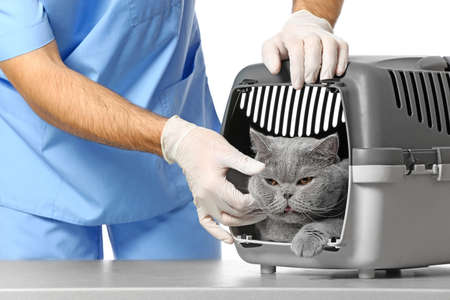 Veterinarian with cute cat in carrying basket on white backgroundの写真素材